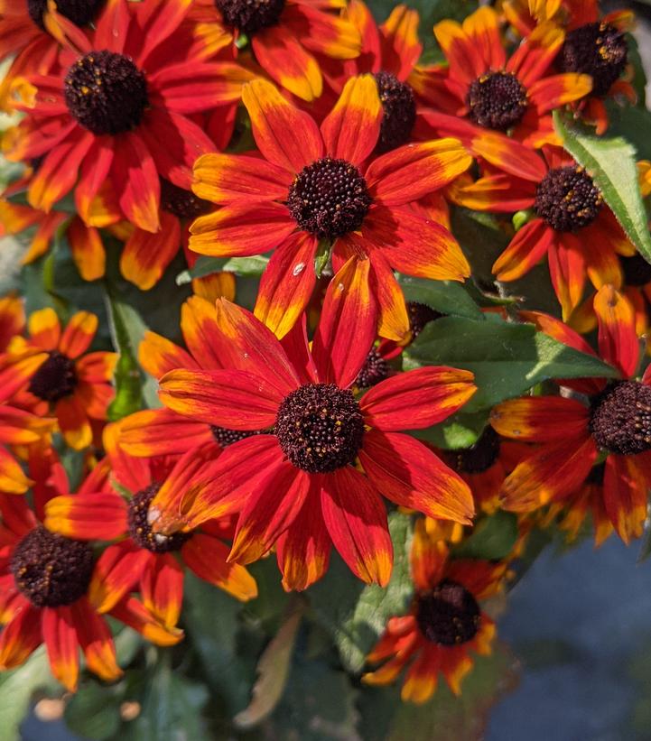 Prairie Glow Black Eyed Susan