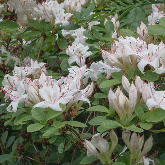 Sweet Azalea (Rhododendron Arborescens)