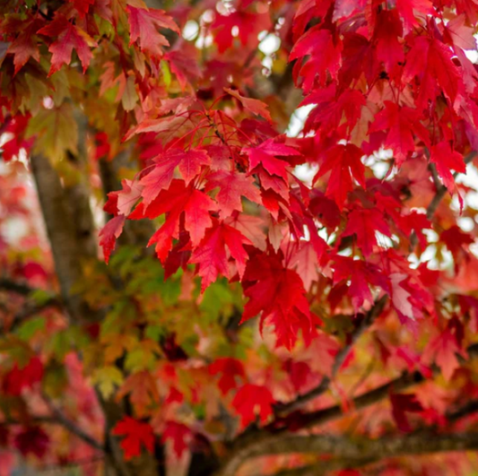 Red Maple Tree - Acer Rubrum