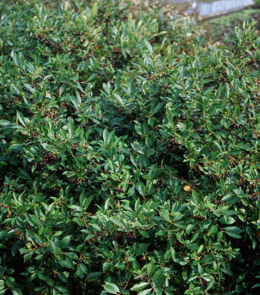 Iroquois Beauty™ Black Chokeberry