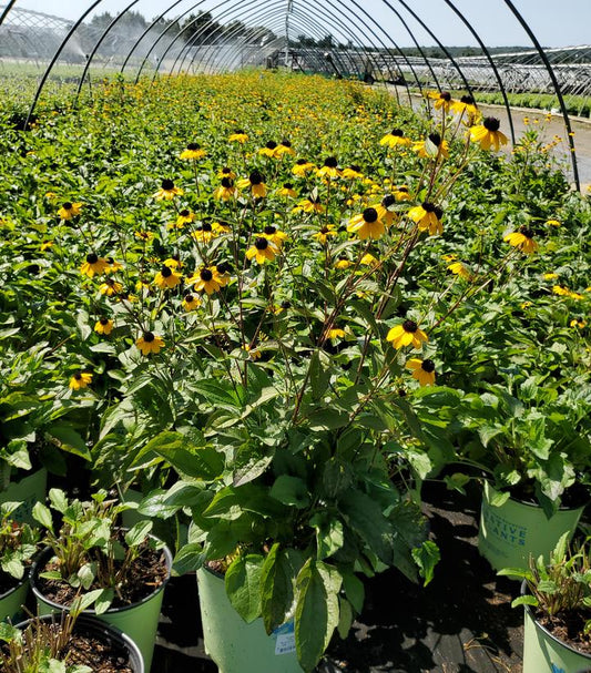 Blackjack Gold Black-eyed Susan