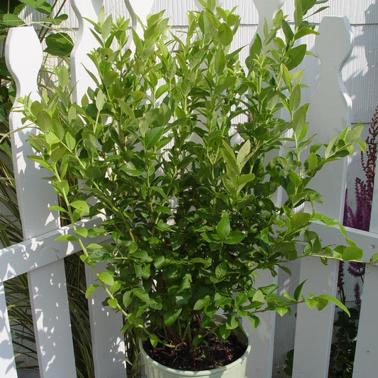 Blue Jay Native Blueberry Bush
