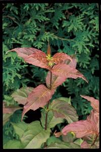 Copper Low Bush Honeysuckle