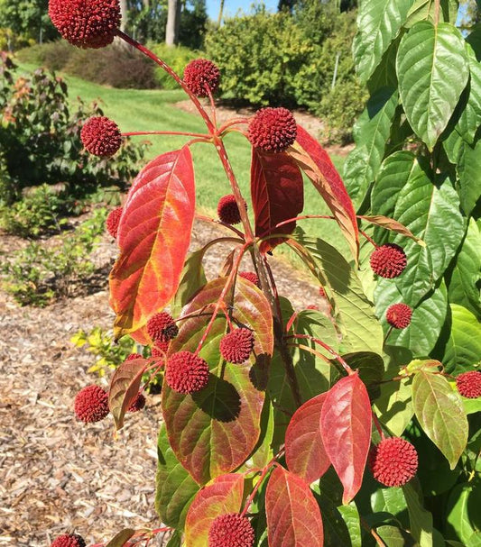 Crimson Comets Buttonbush