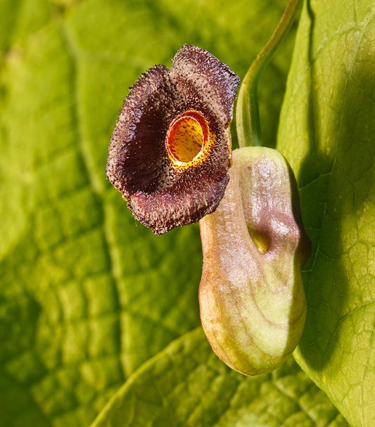 Dutchman's Pipe Vine