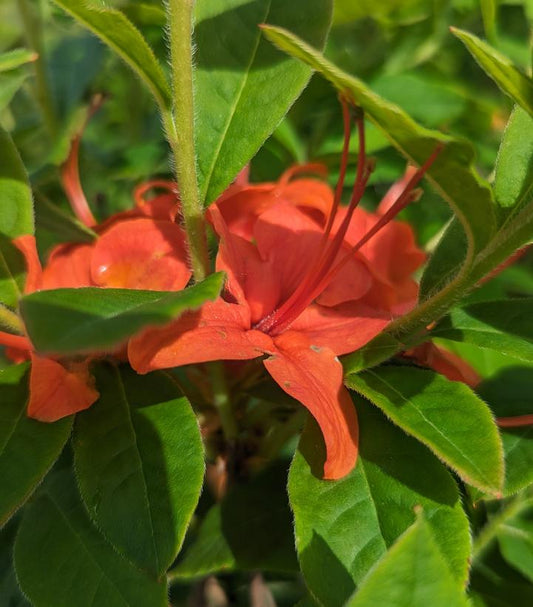 Flame Azalea (Rhododendron Calendulaceum)
