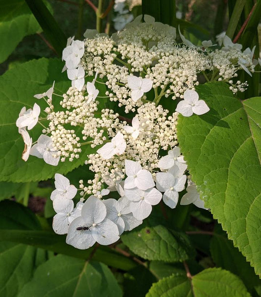 Haas' Halo Smooth Hydrangea