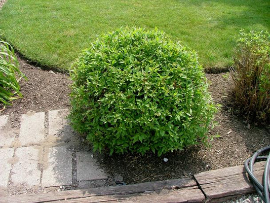Huron Gray Dogwood
