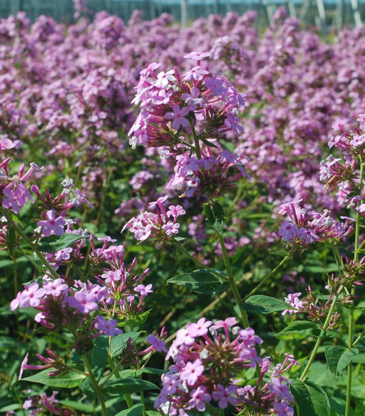 Jeana Garden Phlox