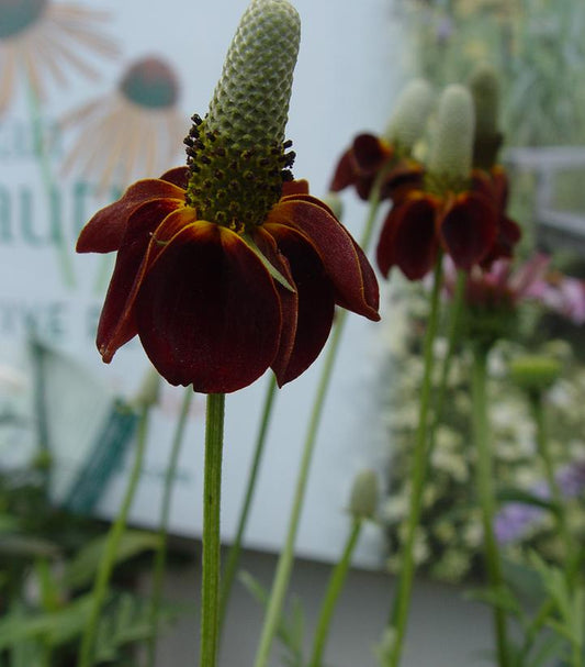 Red Midget Mexican Hat Plant
