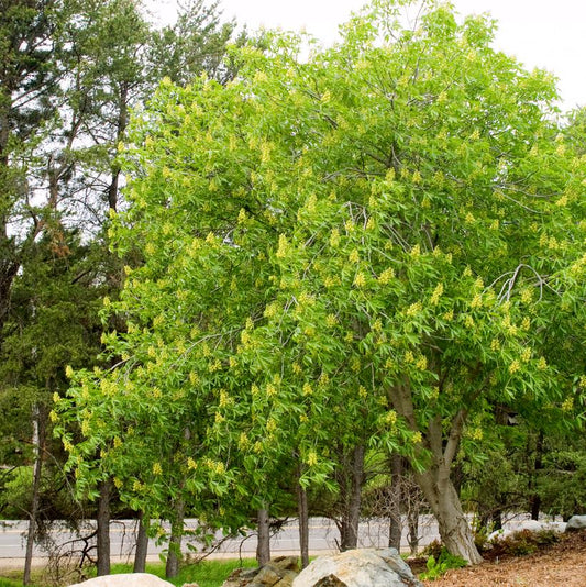 Ohio Buckeye Tree