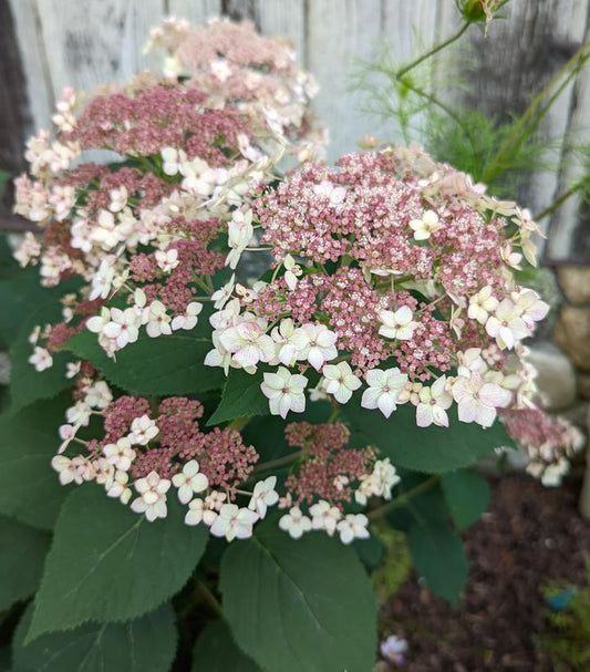 Pinky Pollen Ring Smooth Hydrangea