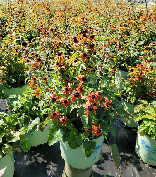 Prairie Glow Black Eyed Susan