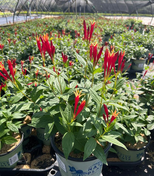 LIttle Redhead Spigelia