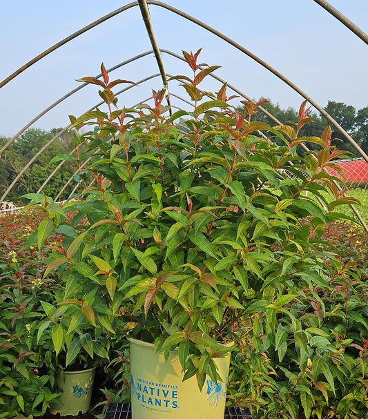 Low Bush Honeysuckle - 'Ru-Bee Wren'