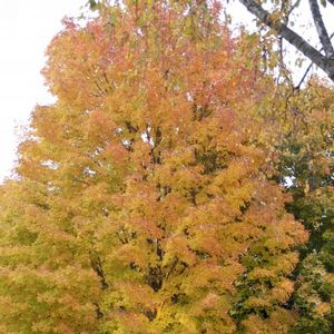 Sugar Maple Tree