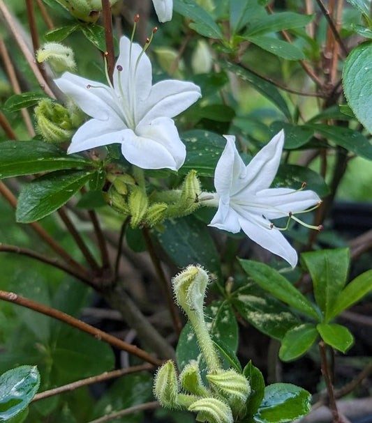 White Swamp Azalea