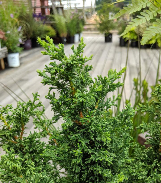 Top Point Dwarf White Cedar