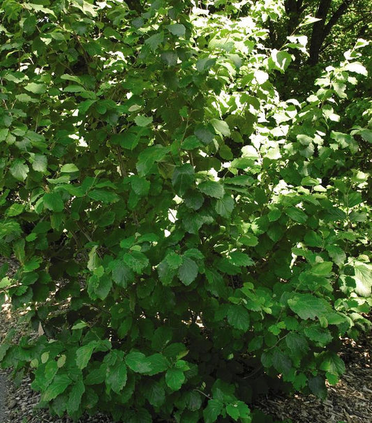Virginia Witchhazel
