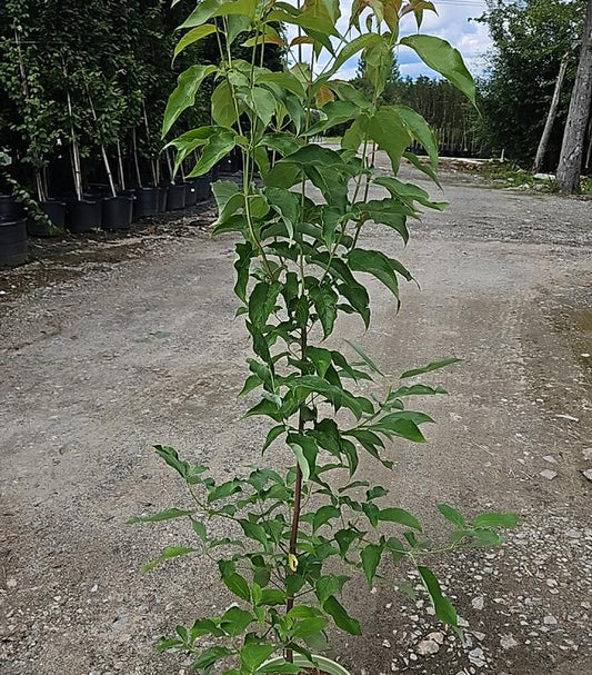 White Flowering Dogwood (Cornus Florida)