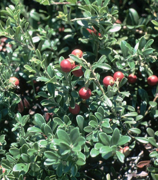 Massachusetts Kinnikinnick Bearberry